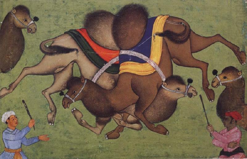 Fighting camels, unknow artist